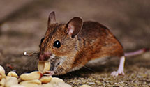 24 Hour & Emergency Exterminators in Fairless Hls, PA